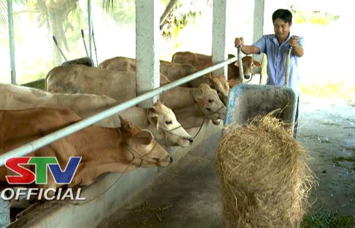 Nâng chất đàn bò - Nâng cao thu nhập cho hộ chăn nuôi ở Trần Đề