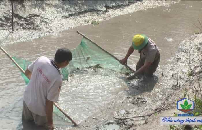 Ngã Năm phát triển diện tích nuôi thủy sản mùa nước nổi