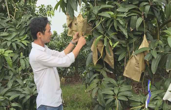 Người nông dân mang xoài tạo chữ về Sóc Trăng