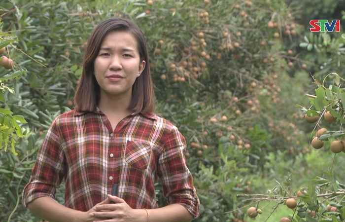 Nhà vườn Vĩnh Châu được mùa Nhãn xuồng cơm vàng
