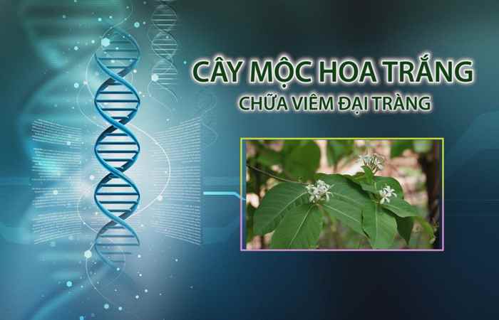 Nhịp cầu y tế 24-05-2017