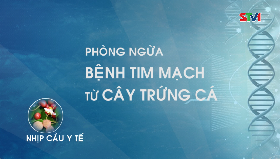 Nhịp cầu y tế - Phòng ngừa bệnh tim mạch từ cây Trứng cá 19-01-2017