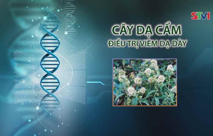 Nhịp cầu y tế - Cây Dạ Cẩm điều trị viêm dạ dày 25-06-2017