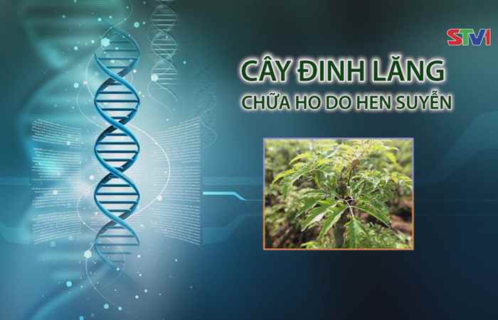 Nhịp cầu y tế - Cây đinh lăng chữa ho do hen suyễn 18-06-2017