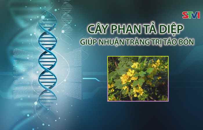 Nhịp cầu y tế - Cây phan tả diệp giúp nhuận tràng trị táo bons 28-05-2017