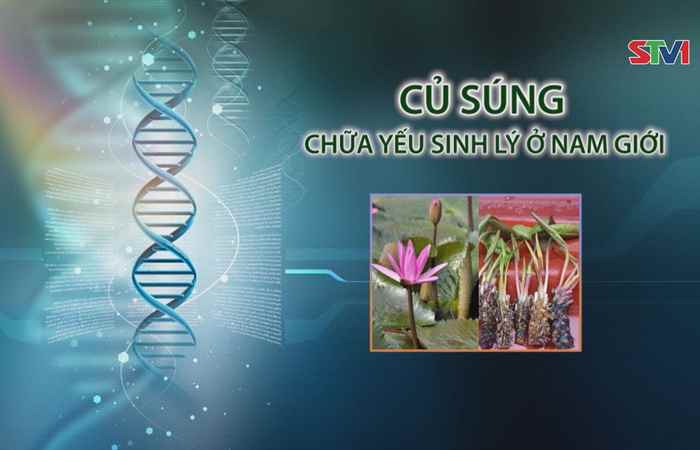 Nhịp cầu y tế - Củ Súng chữa yếu sinh lý ở nam giới 02-07-2017