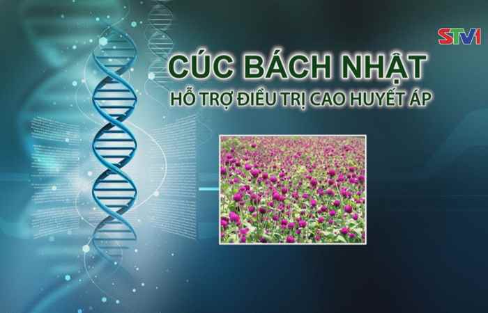 Nhịp cầu y tế - Cúc Bách Nhật Hỗ trợ điều trị cao huyết áp 17-12-2017