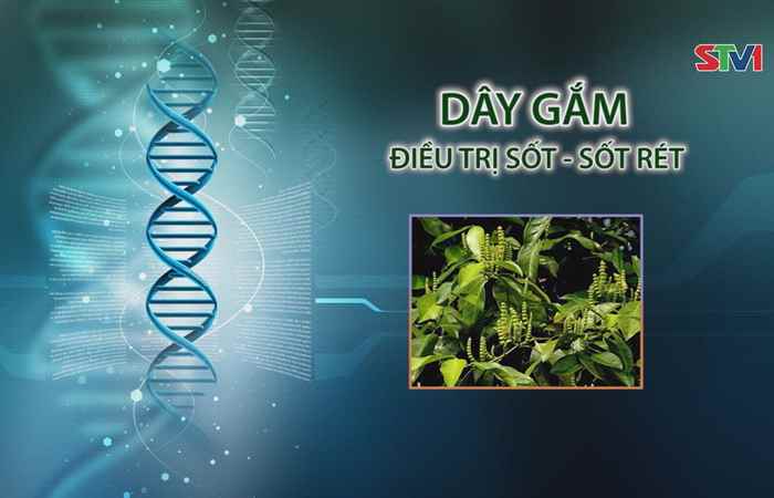 Nhịp cầu y tế - Dây Gắm điều trị sốt - sốt rét 09-07-2017