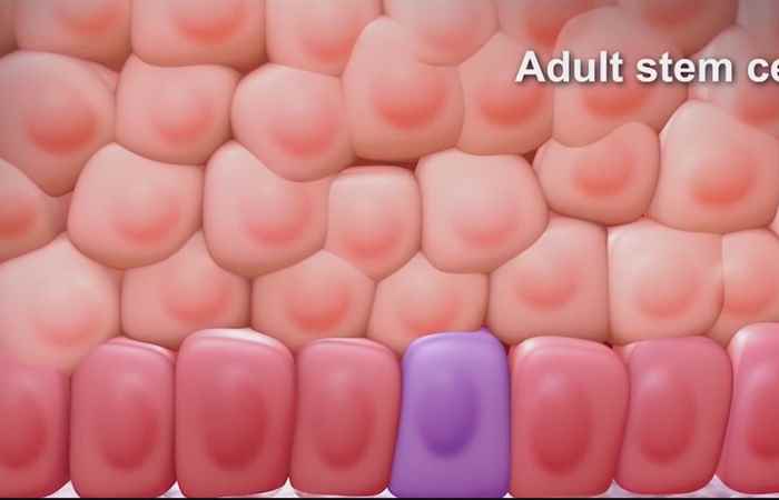 Nhịp cầu y tế - Lá sen khô hỗ trợ giảm cholesterol trong máu 07-04-2017