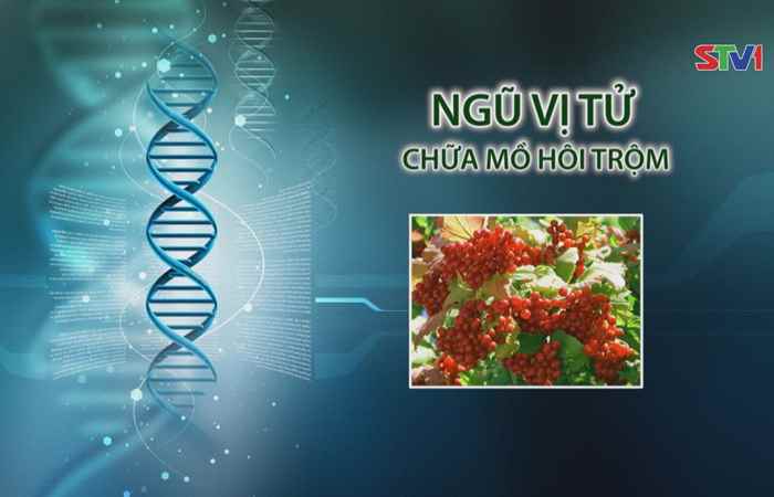 Nhịp cầu y tế - Ngũ vị tử chữa mồ hôi trộm 30-07-2017
