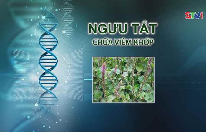 Nhịp cầu y tế - Ngưu Tất Chữa Viêm Khớp 31-12-2017