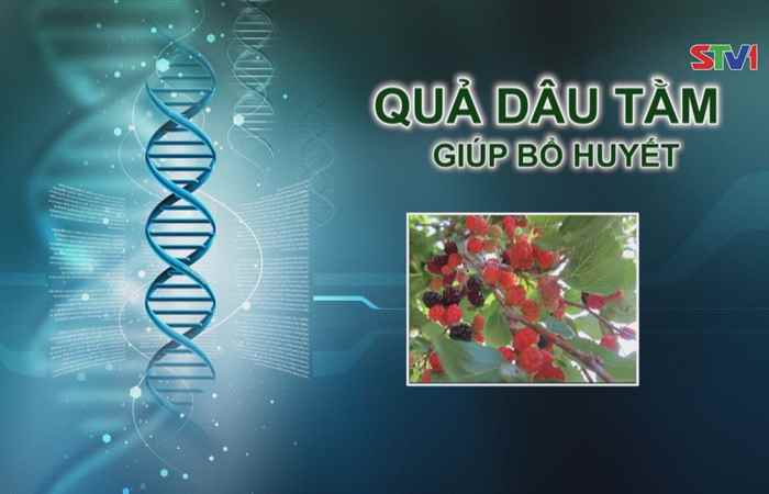 Nhịp cầu y tế - Quả dâu tằm giúp bổ huyết 17-09-2017