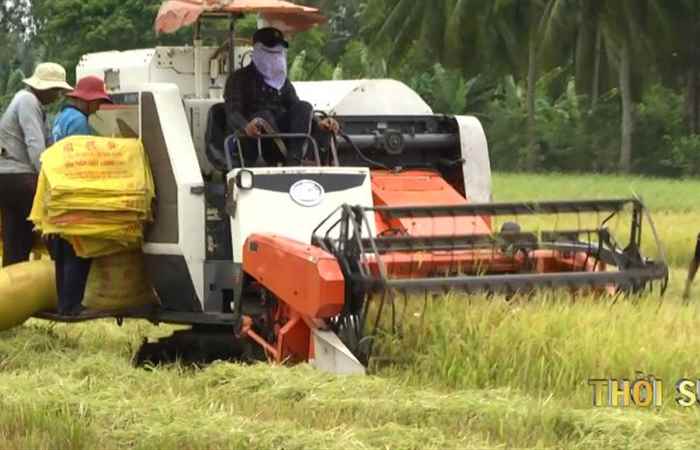 Nông dân Long Phú thu hoạch lúa hè thu