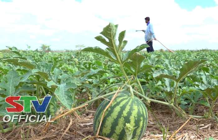 Nông dân Trần Đề đưa màu xuống chân ruộng