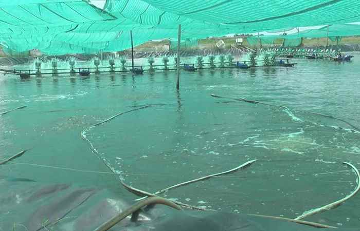 Nông dân Tx Vĩnh Châu thận trọng trong vụ nuôi tôm 2018
