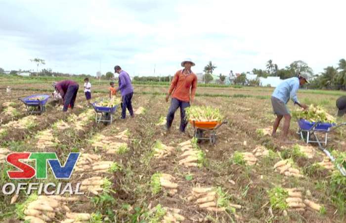 Nông dân Vĩnh Châu trúng mùa Củ cải trắng