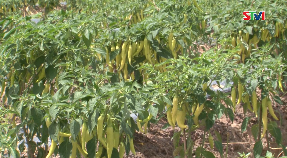 Phóng sự: Chuyển đổi cây trồng cạn trên đất lúa, giải pháp ứng phó với hạn mặn, tăng hiệu quả sản xuất cho người dân 24-12-2016