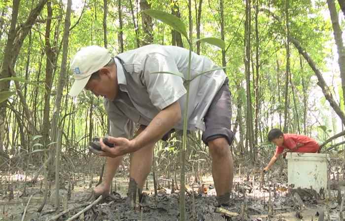 Phóng sự Đồng quản lý - Lá chắn xanh cho rừng ngập mặn (25-02-2021)