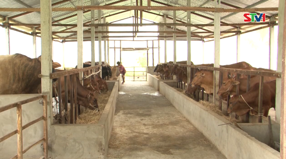 Phóng sự Sóc Trăng hướng đến mô hình chăn nuôi bền vững