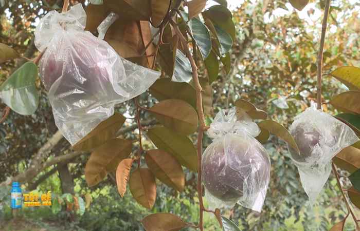 Sóc Trăng Ngày mới (02-06-2022)