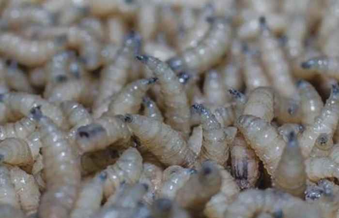 Sóc Trăng ngày mới (03-06-2025)
