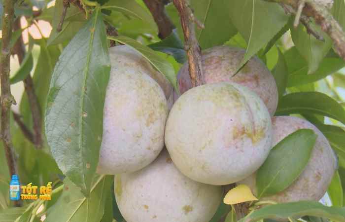 Sóc Trăng Ngày mới (11-03-2022)