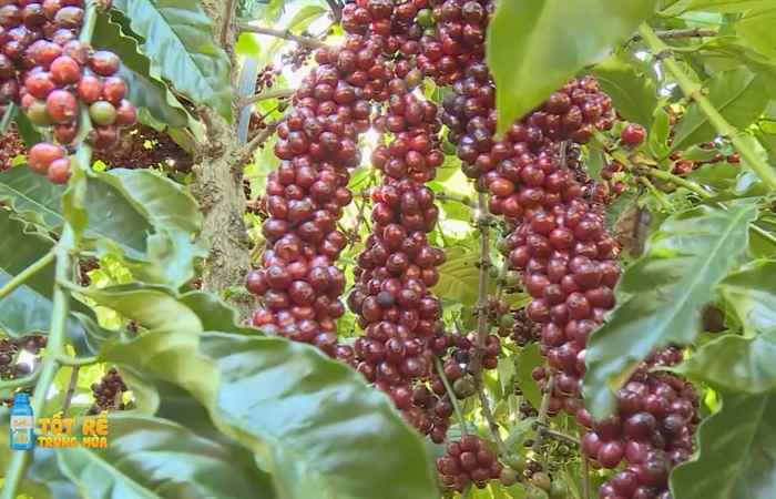 Sóc Trăng Ngày mới (13-12-2022)