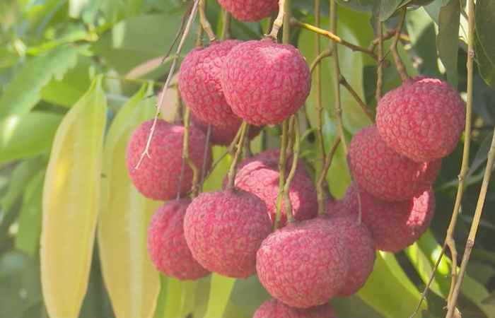 Sóc Trăng ngày mới (17-05-2021)