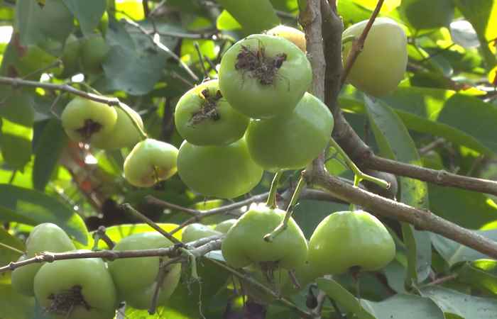 Sóc Trăng Ngày mới (23-05-2024)