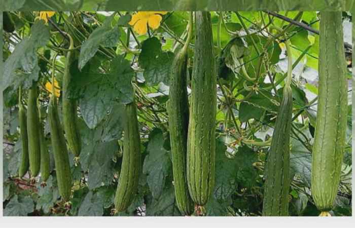 Sống khỏe 360 - Mướp chữa được những bệnh gì? (18-10-2019)
