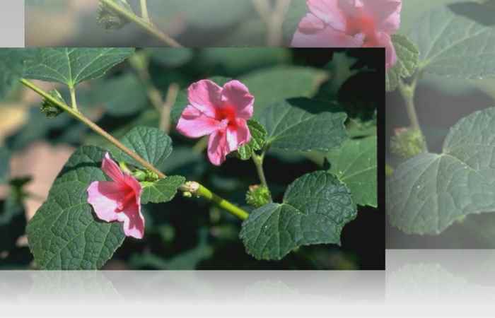 Sống khỏe 360 - Bài thuốc từ ké hoa đào (25-10-2019)