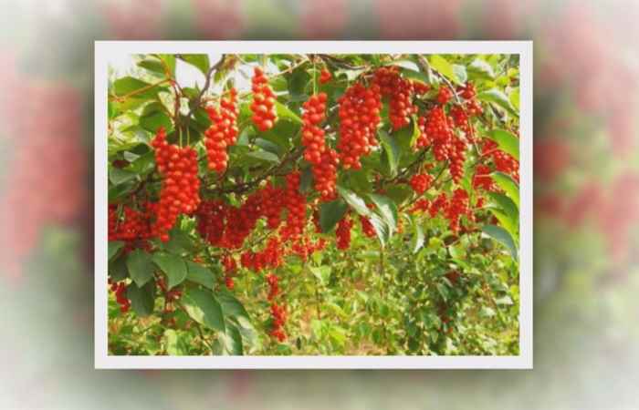 Sống khỏe 360 Ngũ vị tử thuốc quý chữa bách bệnh 26-02-2019