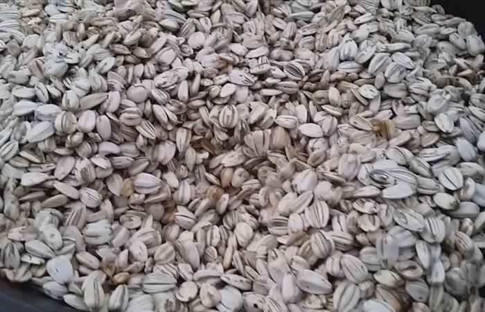 Sống khỏe 360 Đối phó với viêm nang lông như thế nào? 03-07-2019