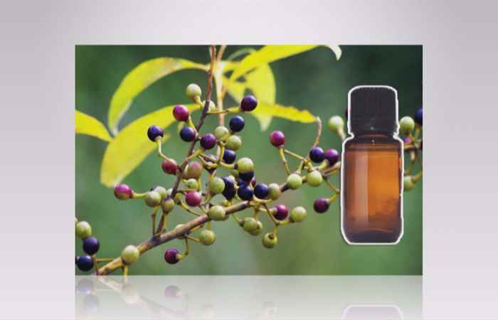 Sống khỏe 360 - Màng tang - Cây dại chữa nhiều bệnh 29-11-2019
