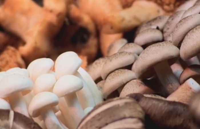 Sống khỏe 360 - Nguy cơ lây lan của bệnh Whitmore 28-10-2019