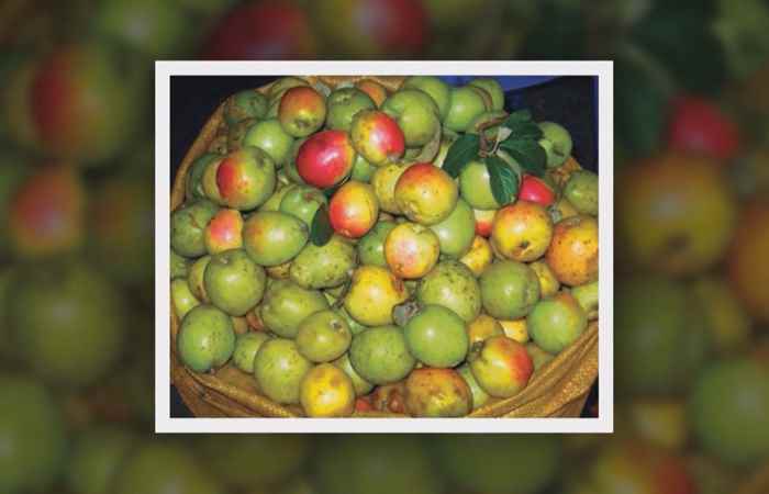 Sống khỏe 360 - Sơn tra trị rối loạn tiêu hóa, mỡ máu cao  31-10-2019