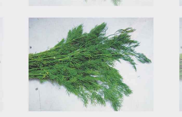 Sống khỏe 360 - Tác dụng chữa bệnh của cây thì là 22-10-2019