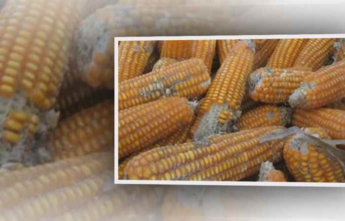 Sống khỏe 360 - Tại sao cần phát hiện sớm bệnh loãng xương 30-05-2019