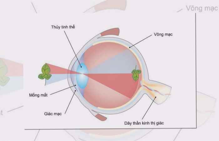 Sống khỏe -  Viêm giác mạc sợi có khỏi được không (20-11-2019)