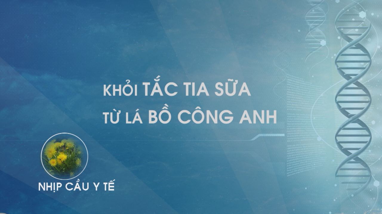 Nhịp cầu y tế - Khỏi tắc tia sữa từ lá bồ công anh 13-01-2017
