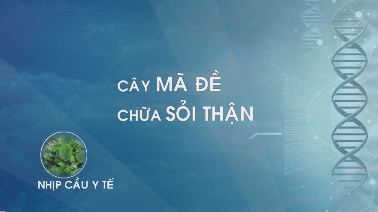 Nhịp cầu y tế - Cây mã đề chữa sỏi thận 26-01-2017