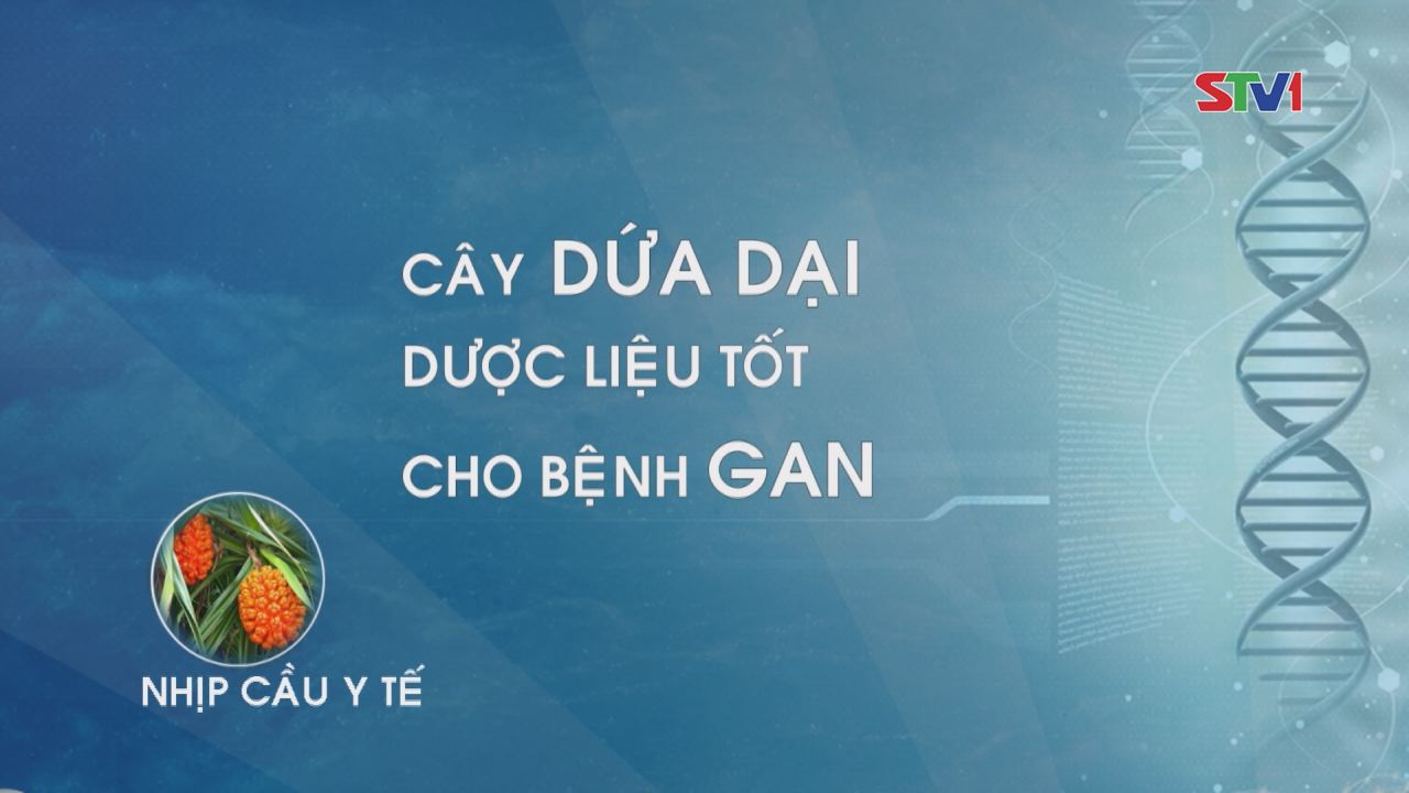 Nhịp cầu y tế - Cây dứa dại dược liệu tốt cho bệnh gan 12-02-2017