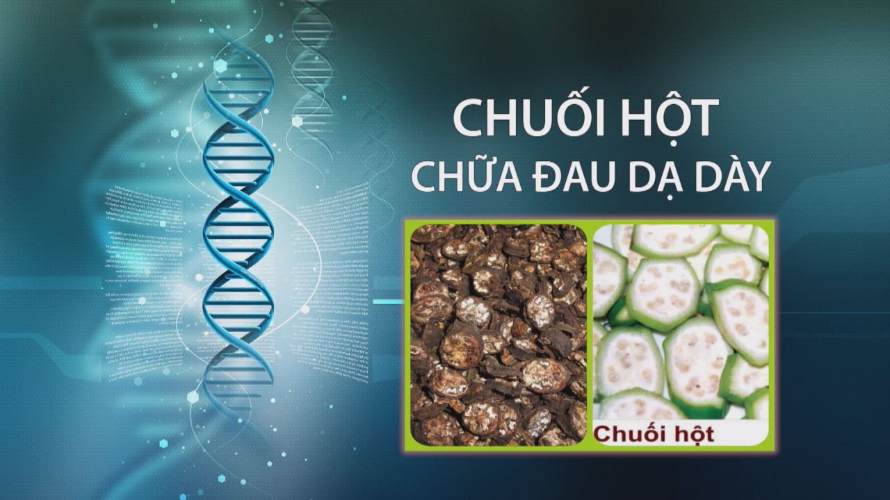 Nhịp cầu y tế - Chuối hột chữa đau dạ dày 25-03-2017