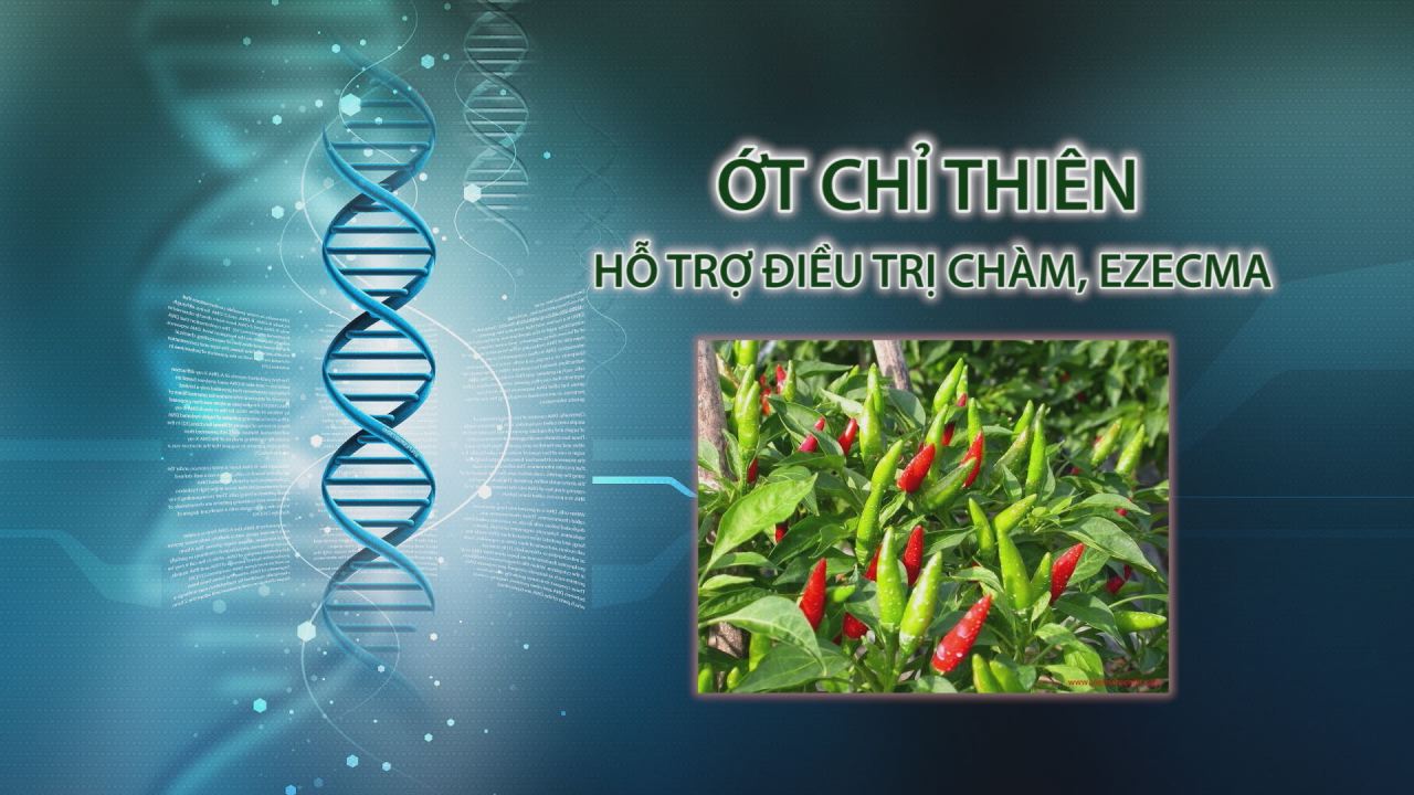 Nhịp cầu y tế 29-03-2017