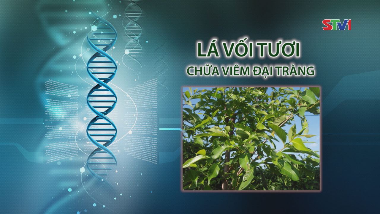 Nhịp cầu y tế - Lá Vối Tươi Chống Viêm Đại Tràng 02-04-2017