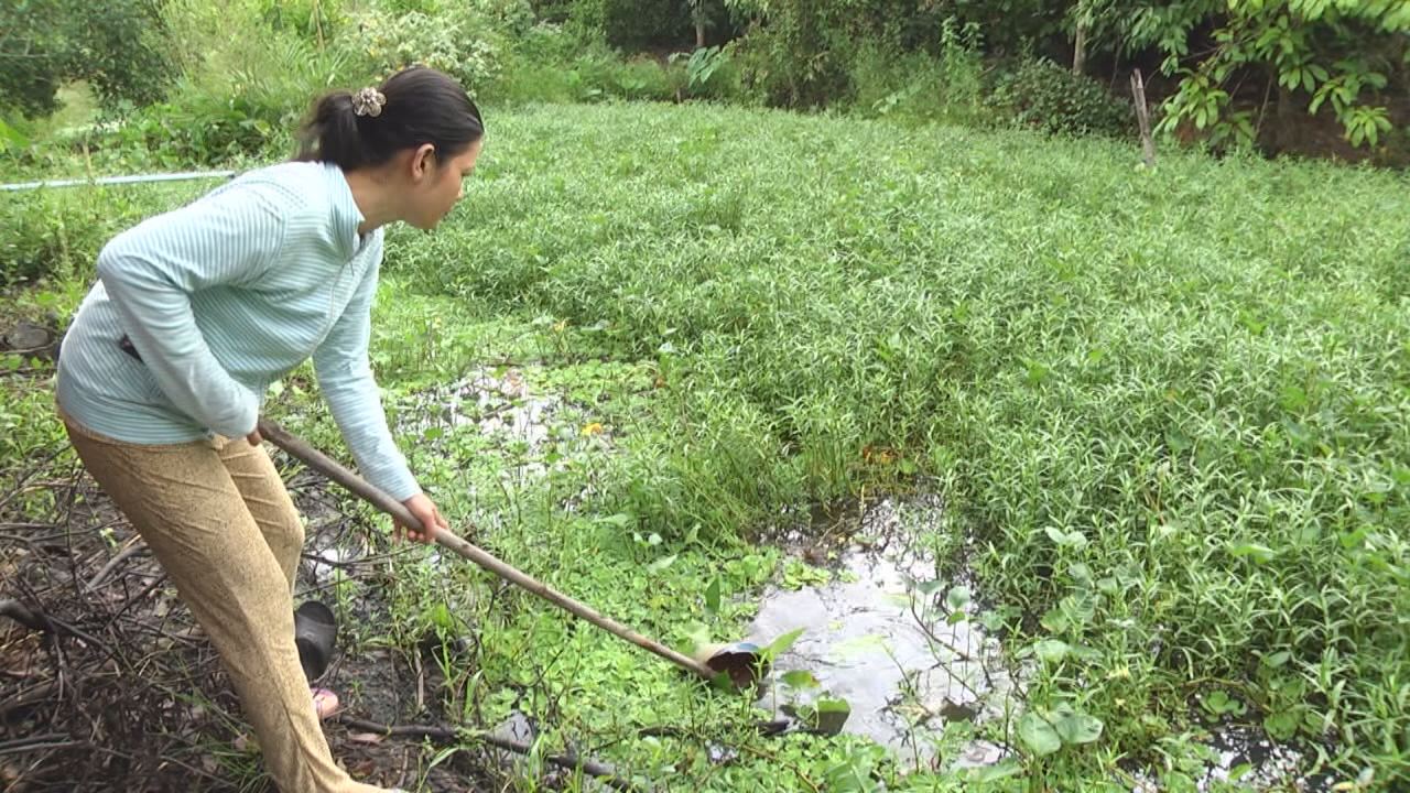 Phụ nữ Kế Sách phát triển nhiều mô hình chăn nuôi mới