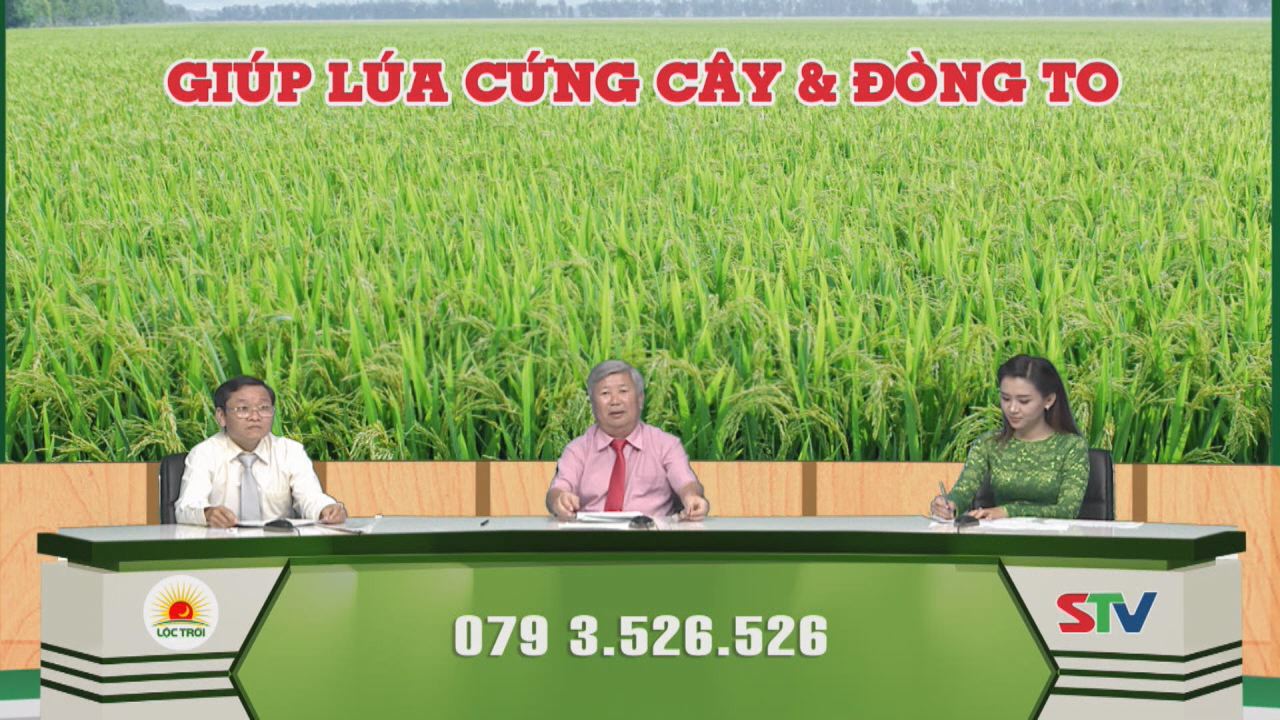 Tọa đàm Nhịp cầu nhà nông Kỳ 159 - Giúp lúa cứng cây & đòng to 17-11-2016