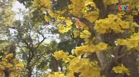 Phim tài liệu - Lễ tết ở Nam bộ