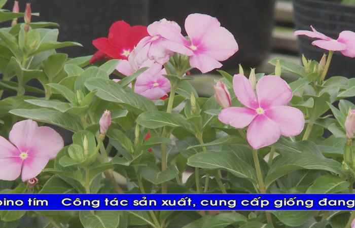 Thời sự Khmer 14-09-2018