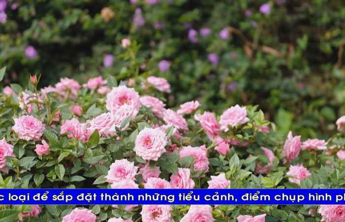 Thời sự tiếng Khmer (19-12-2022)